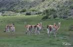 Encontro com guanacos no nosso caminho para o parque Torres del Paine, no sul do Chile